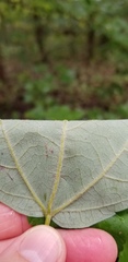 Acer rubrum drummondii