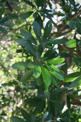 Voacanga thouarsii