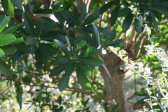 Voacanga thouarsii