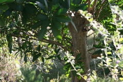 Voacanga thouarsii