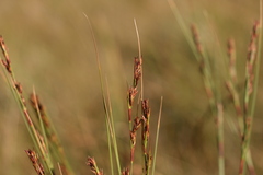 Cyathocoma bachmannii