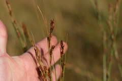 Cyathocoma bachmannii