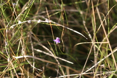 Genlisea hispidula