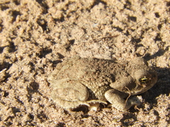 Rhinella arenarum