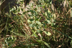 Lopholaena dregeana