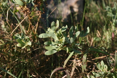 Lopholaena dregeana