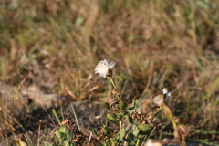 Lopholaena dregeana