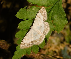 Scopula propinquaria
