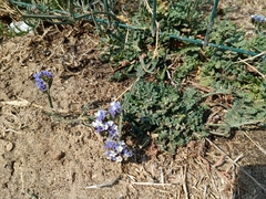 Limonium sinuatum
