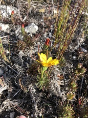 Osteospermum subulatum