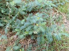 Tribulus terrestris
