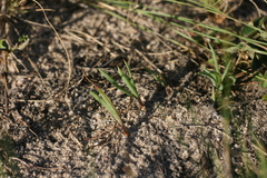 Curio pondoensis