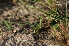 Curio pondoensis