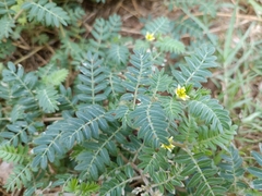 Tribulus terrestris