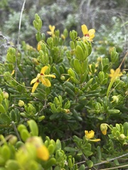 Roepera fuscata
