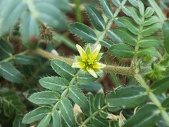 Tribulus terrestris