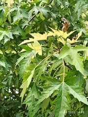 Acer saccharinum