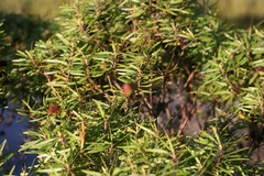 Leucadendron pondoense