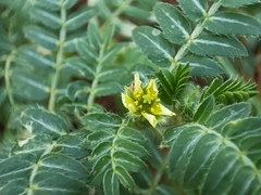 Tribulus terrestris
