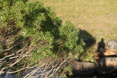 Leucadendron pondoense