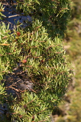 Leucadendron pondoense