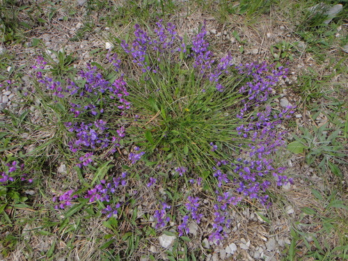Image of Nice Milkwort (Polygala nicaeensis) by (c) Christian Berg, some rights reserved (CC BY)