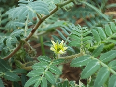 Tribulus terrestris