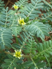 Tribulus terrestris