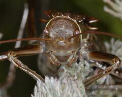 Hetrodes pupus