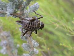 Hetrodes pupus
