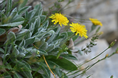 Hieracium tomentosum
