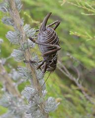 Hetrodes pupus