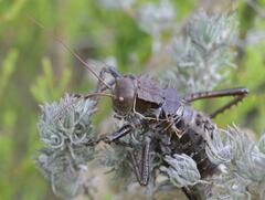 Hetrodes pupus