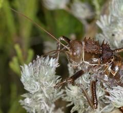 Hetrodes pupus