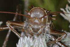 Hetrodes pupus