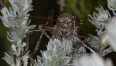 Hetrodes pupus