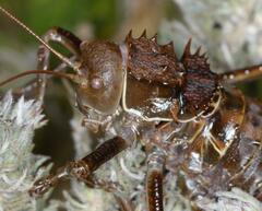 Hetrodes pupus