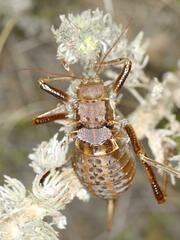 Hetrodes pupus