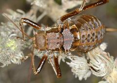 Hetrodes pupus