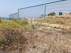 Pancratium maritimum