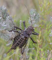 Hetrodes pupus