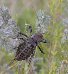 Hetrodes pupus