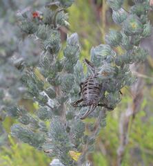 Hetrodes pupus