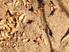 Cortaritermes fulviceps