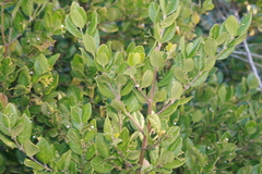 Cassinopsis tinifolia