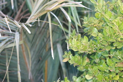 Cassinopsis tinifolia