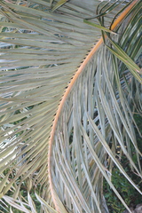 Jubaeopsis caffra