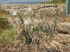 Pancratium maritimum