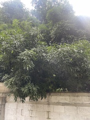 Mangifera indica