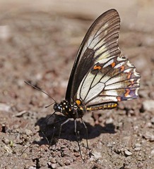 Battus polydamas streckerianus